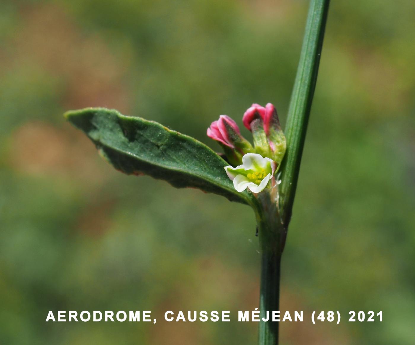 Knotgrass flower